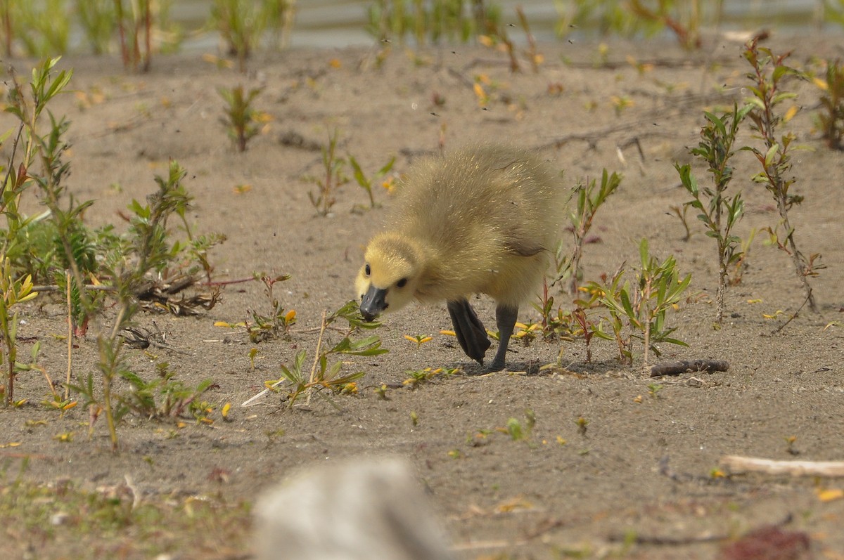 Canada Goose - Sam Collins