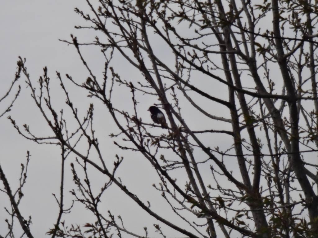 Rose-breasted Grosbeak - ML618933838