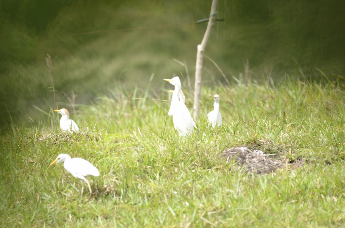 Western Cattle Egret - Yersson Herrera