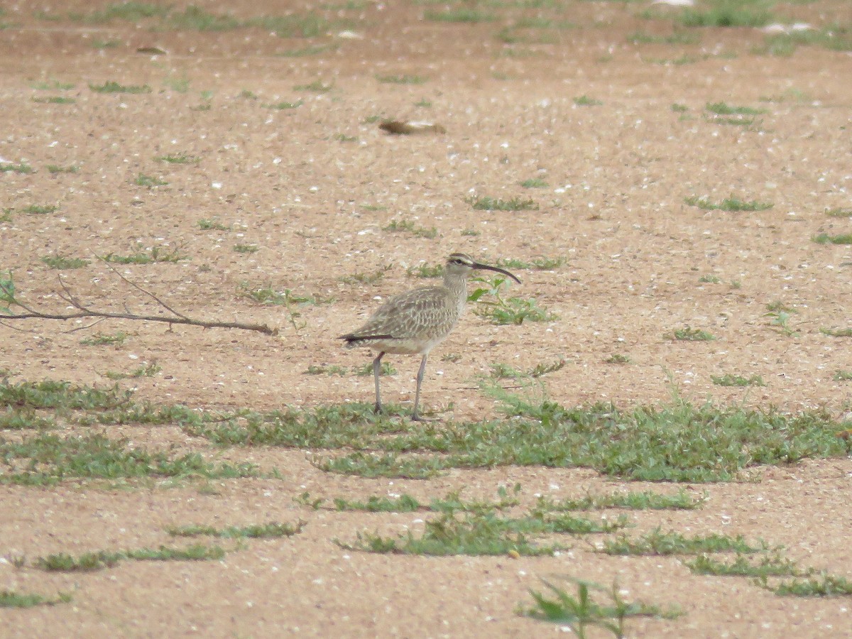 Whimbrel - Kevin Groeneweg