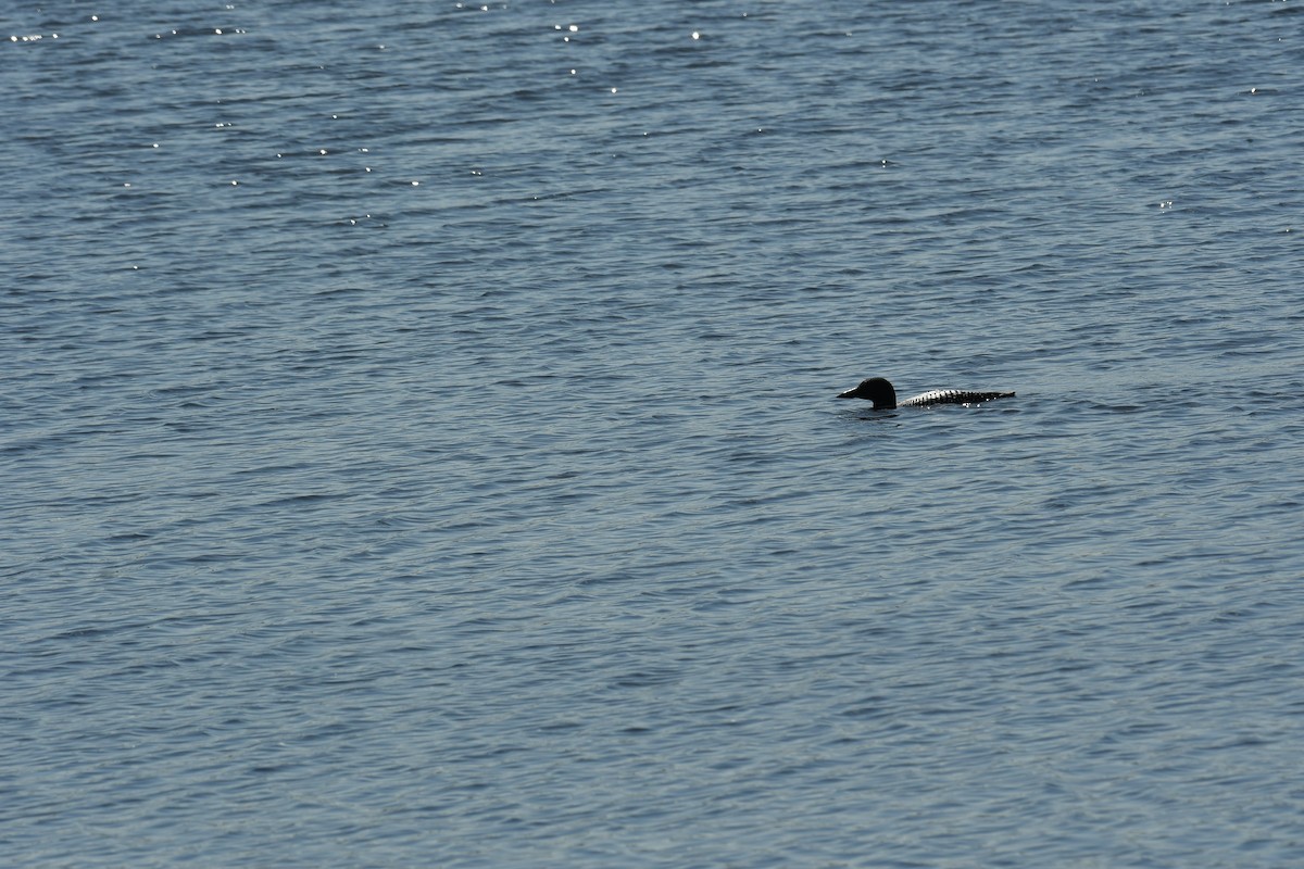 Common Loon - Marcia Suchy