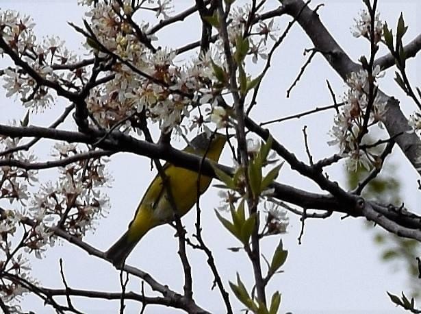 Nashville Warbler - Kyle Johnson