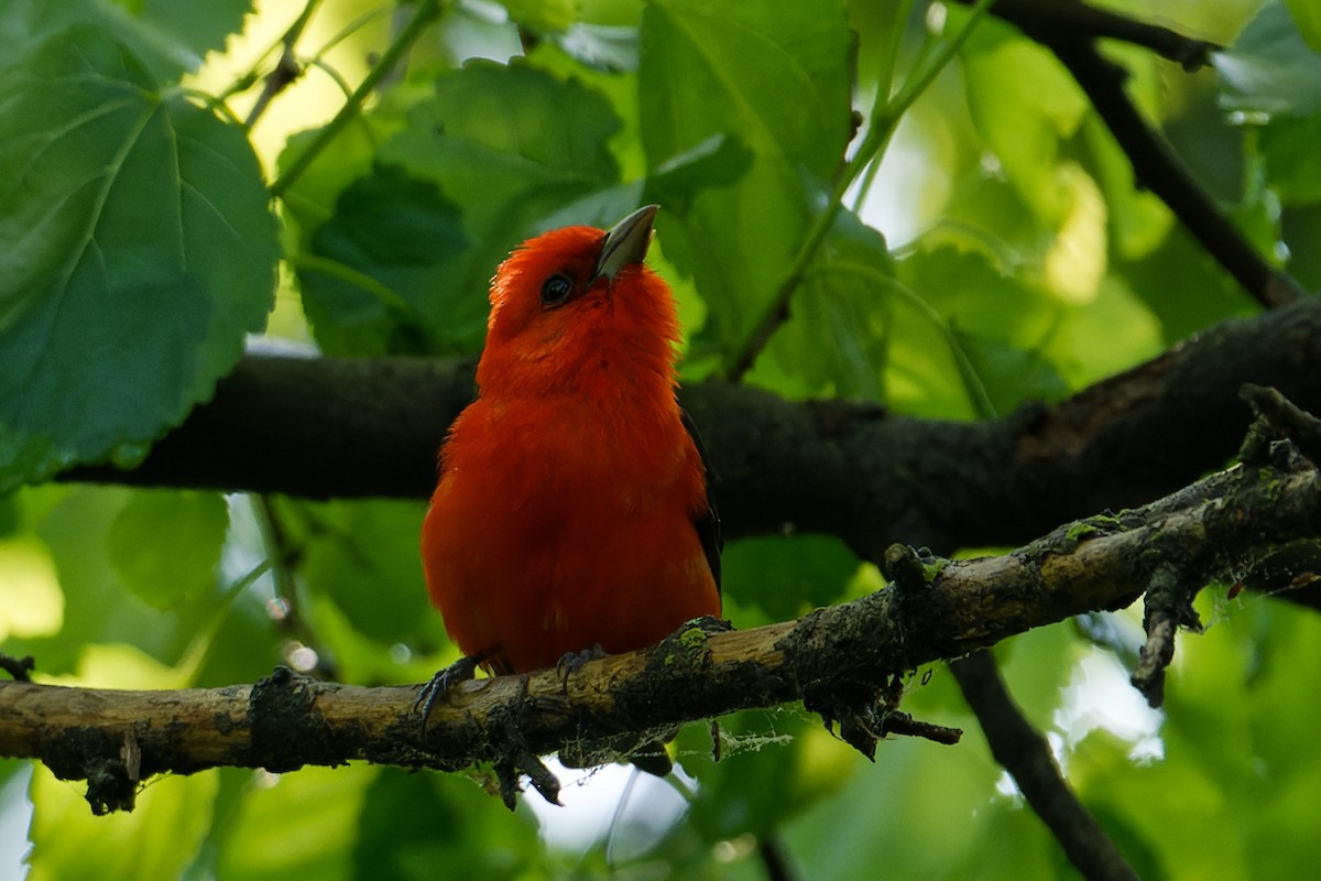 Scarlet Tanager - Karen Voldal