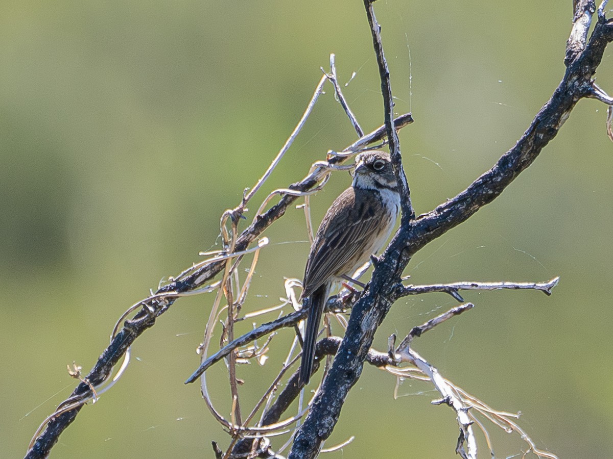 Bell's Sparrow - Al Chase