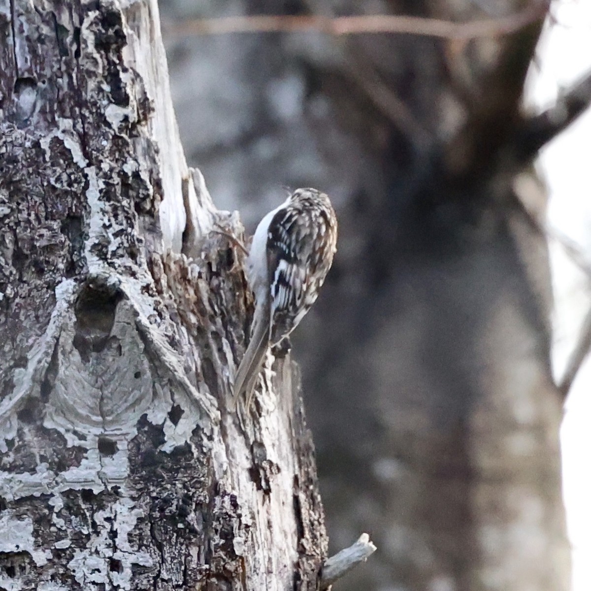 Brown Creeper - Gino Ellison