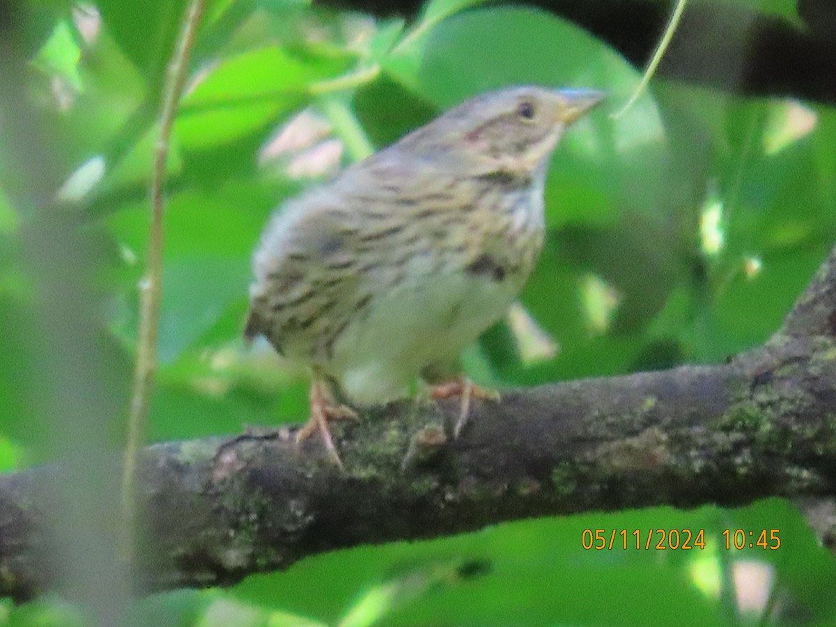 Lincoln's Sparrow - Ed Wallace