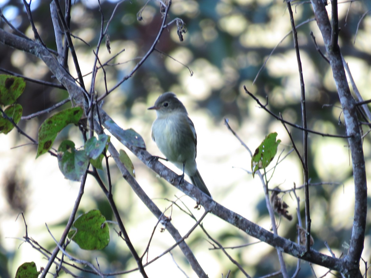 White-crested Elaenia - ERICK ANIBAL BARZOLA RICCI