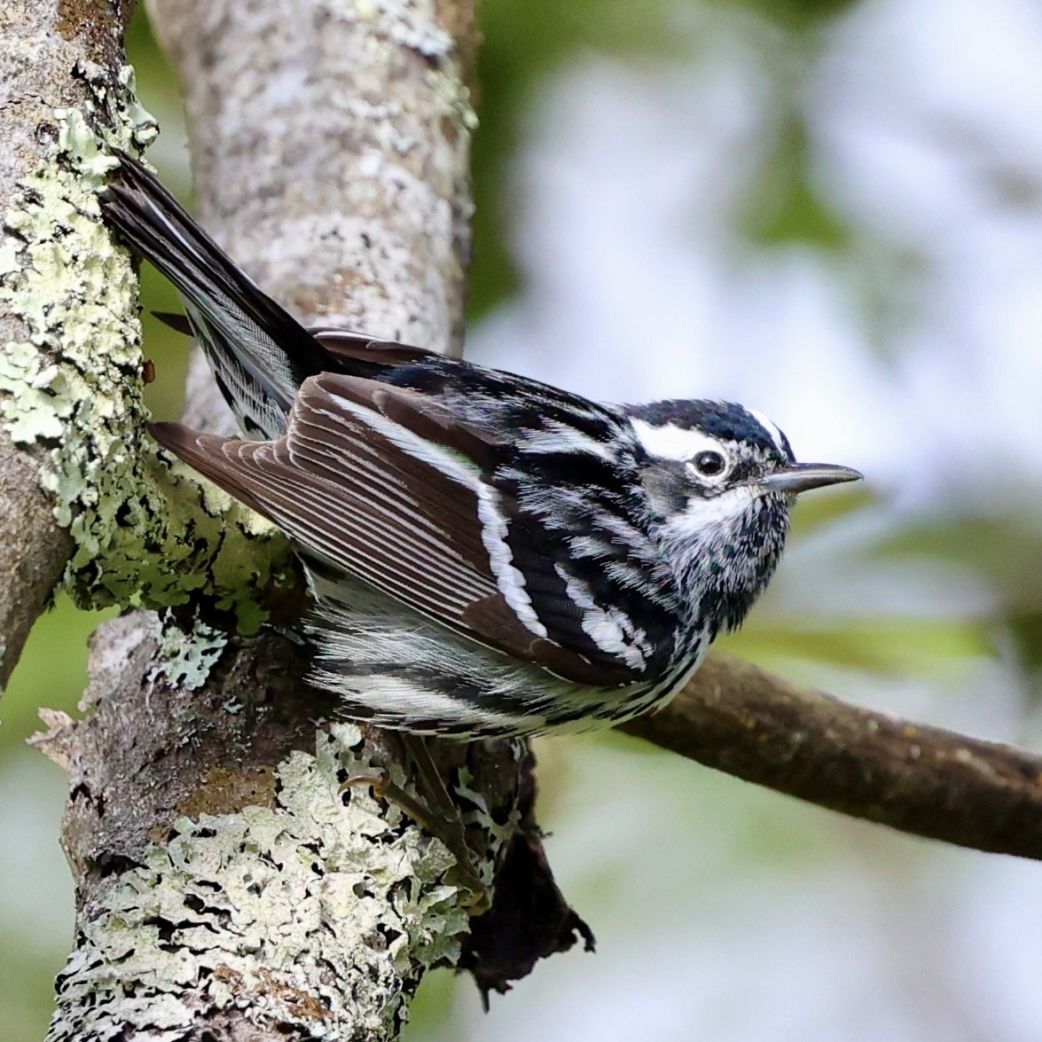 Black-and-white Warbler - Gino Ellison