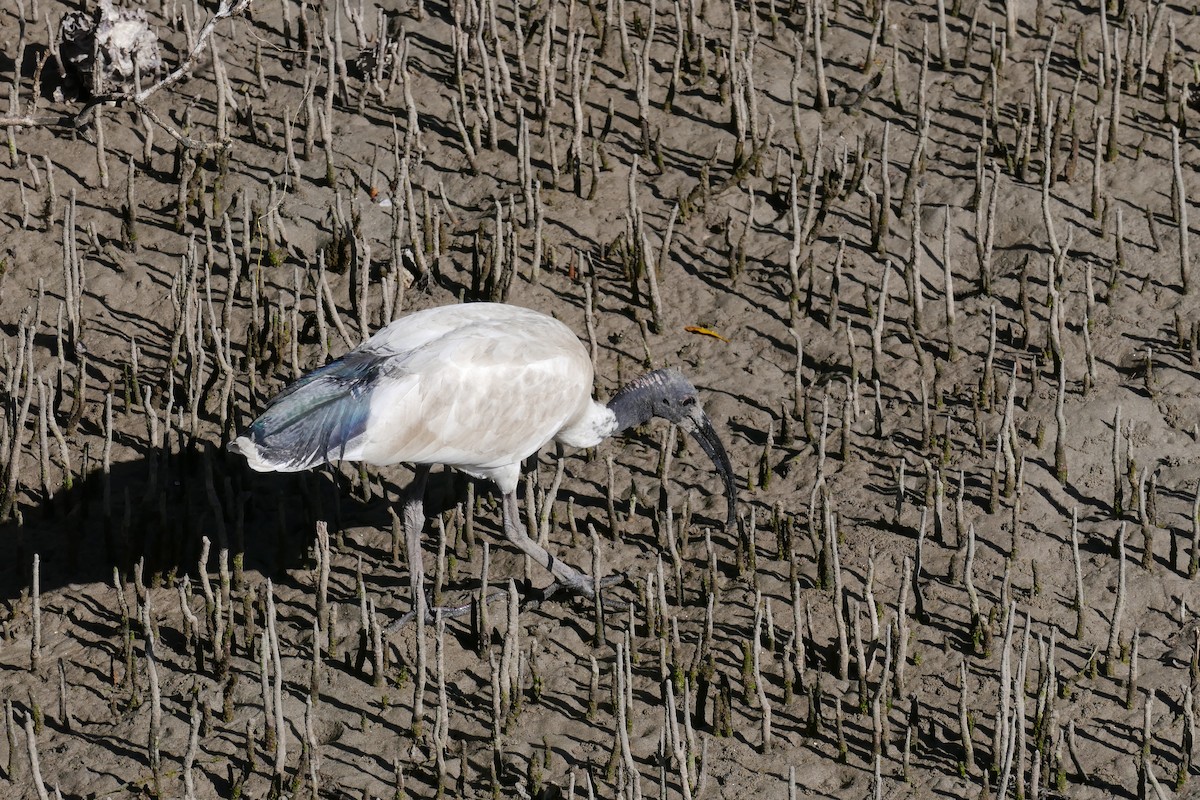 Australian Ibis - ML618933919