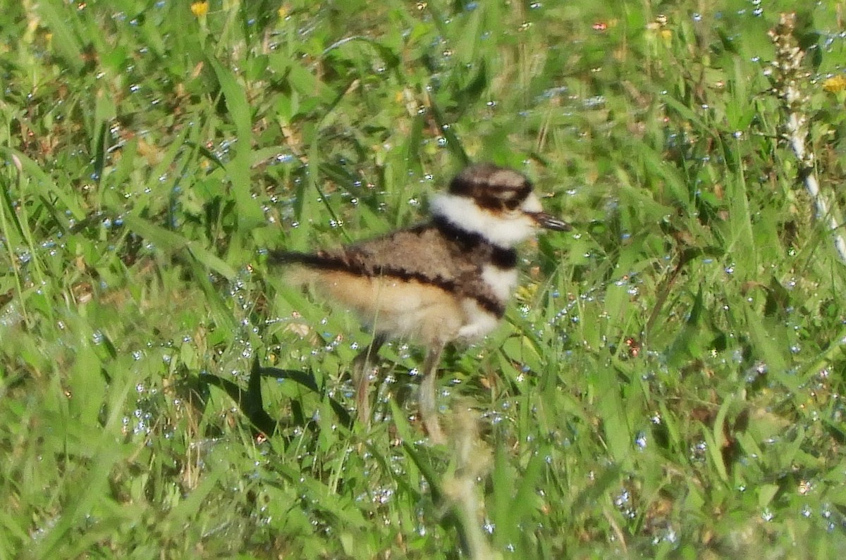 Killdeer - William Galloway