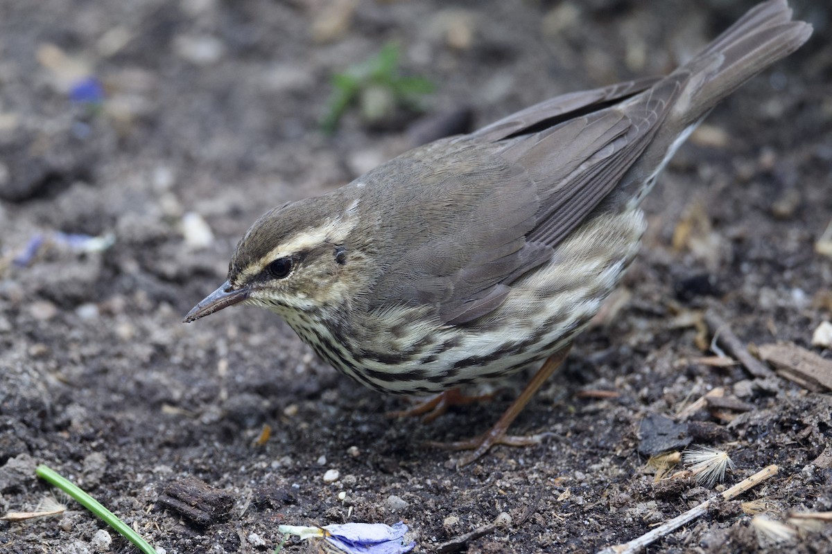 Northern Waterthrush - Dario Taraborelli