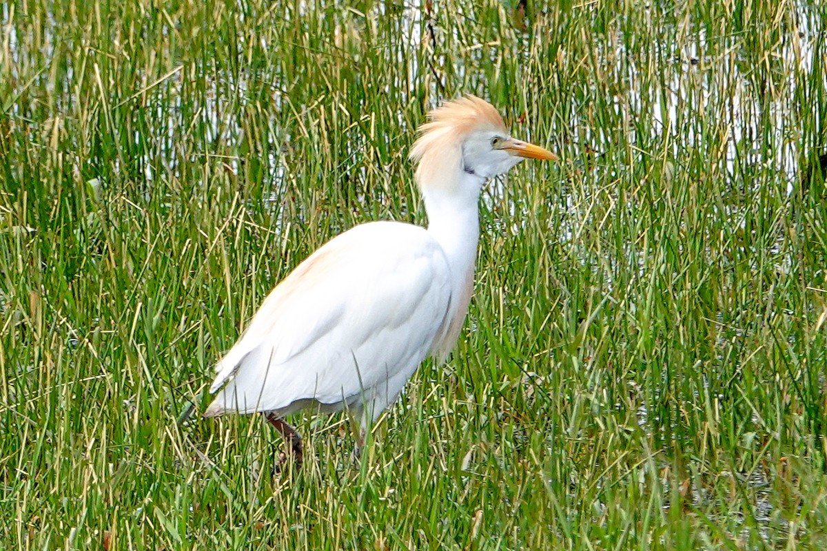 Western Cattle Egret - ML618933944