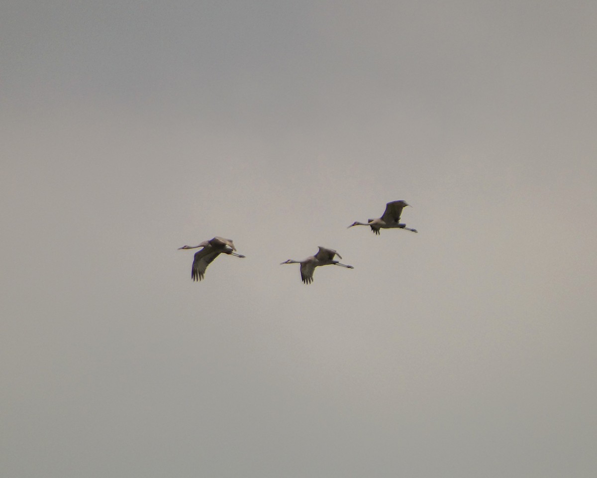 Sandhill Crane - Kathy L. Mock