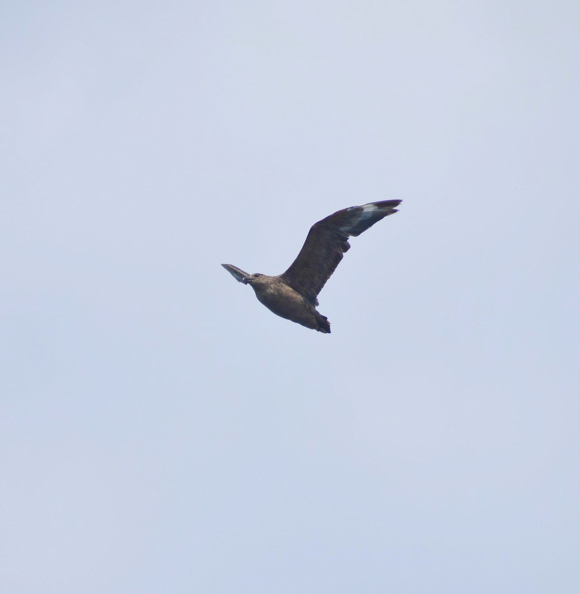 South Polar Skua - Rodrigo Bicudo