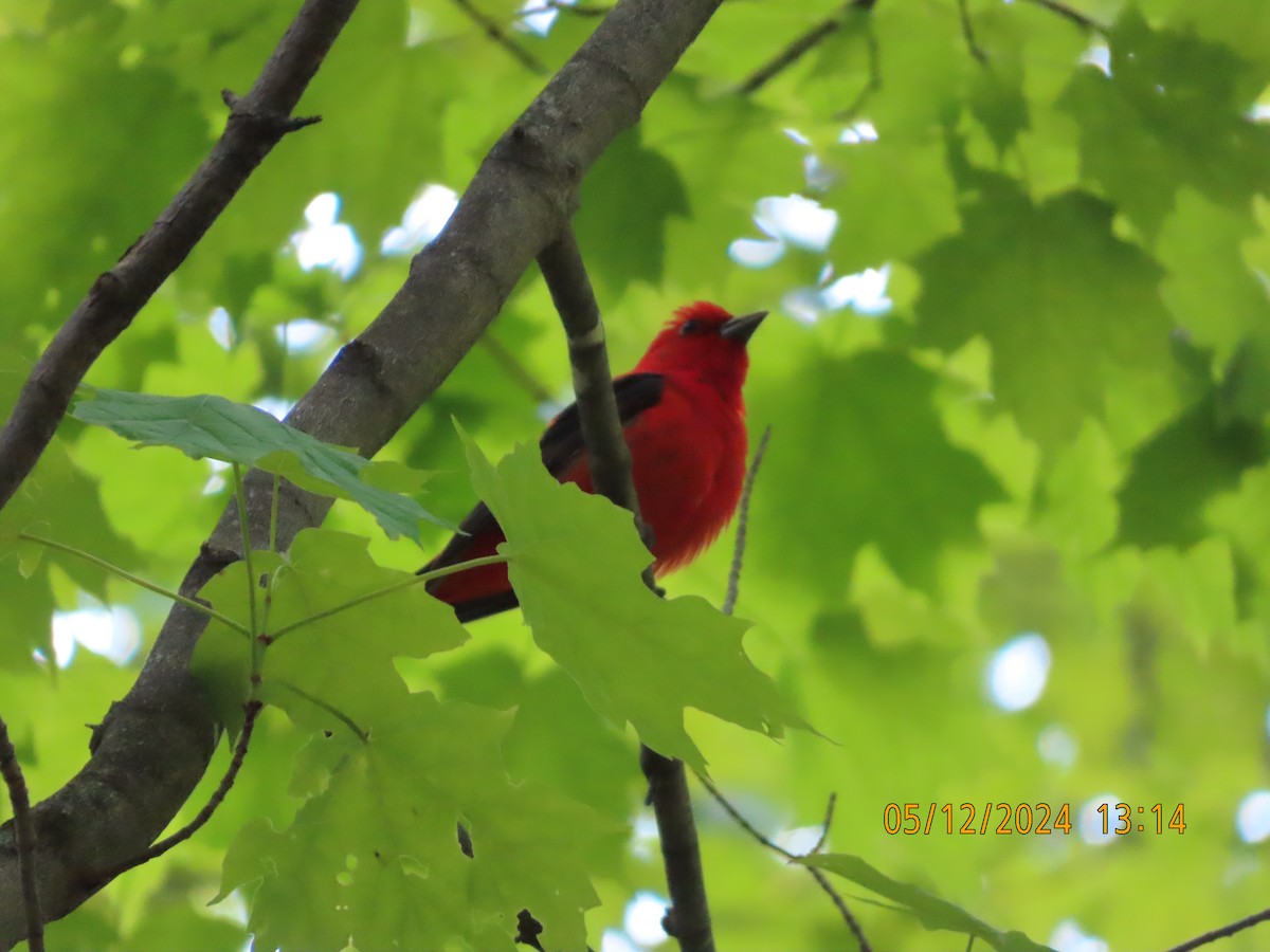 Scarlet Tanager - ML618933972