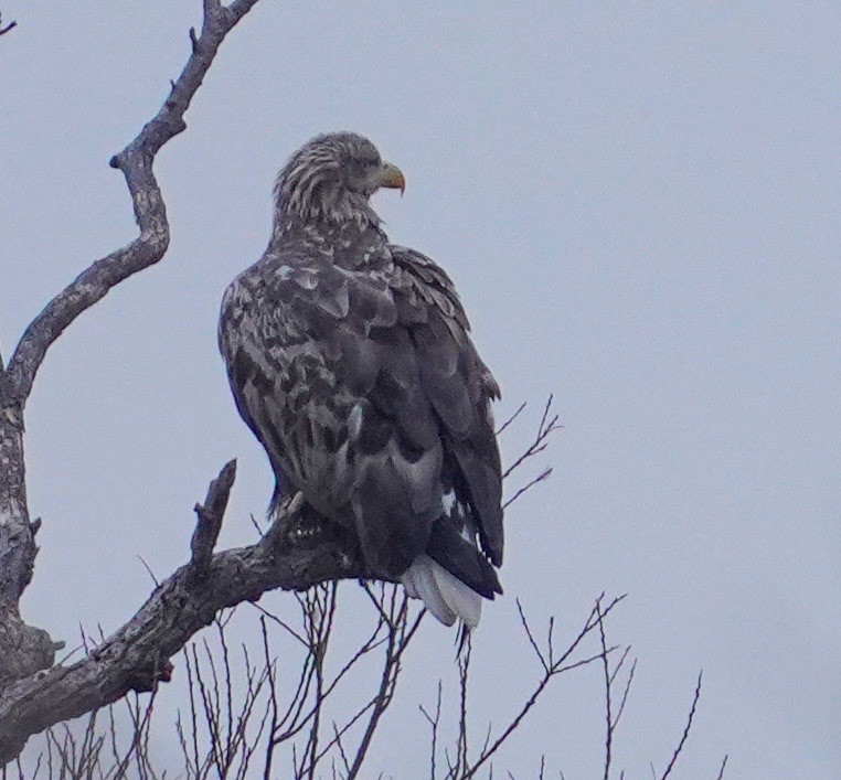 White-tailed Eagle - ML618933975