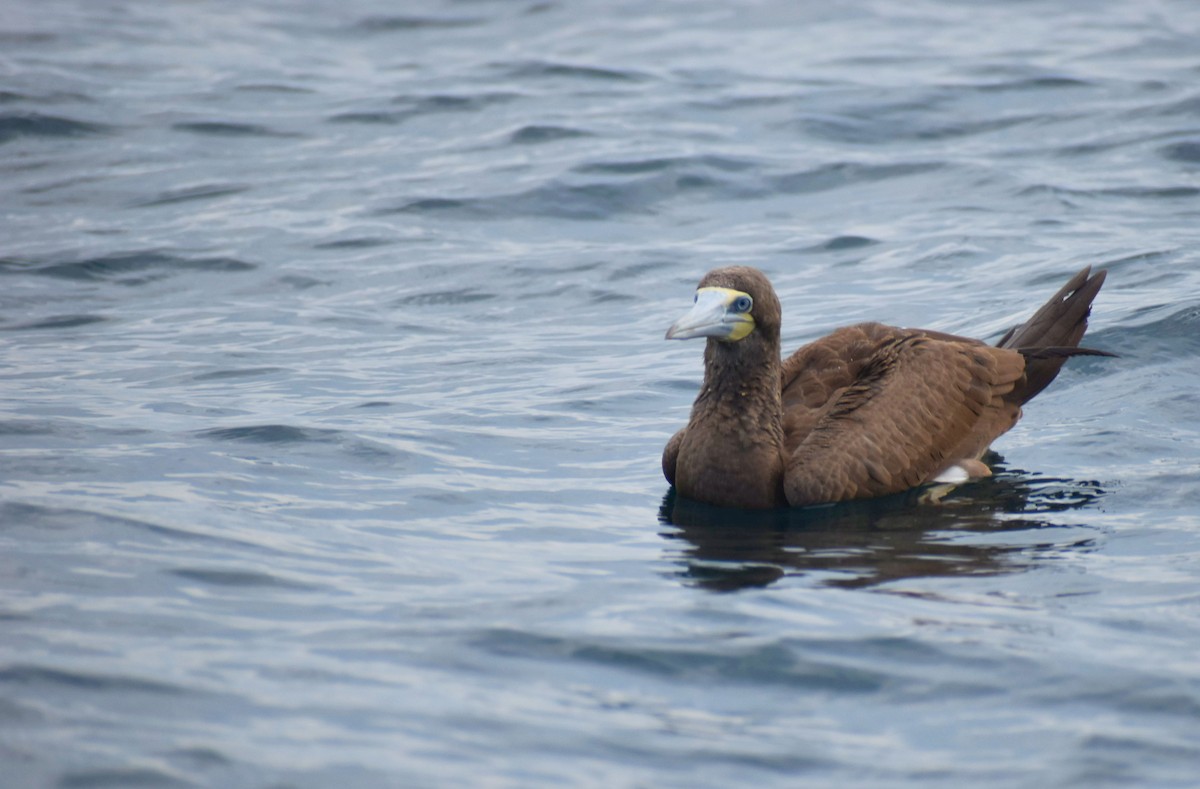 Brown Booby (Atlantic) - Rodrigo Bicudo