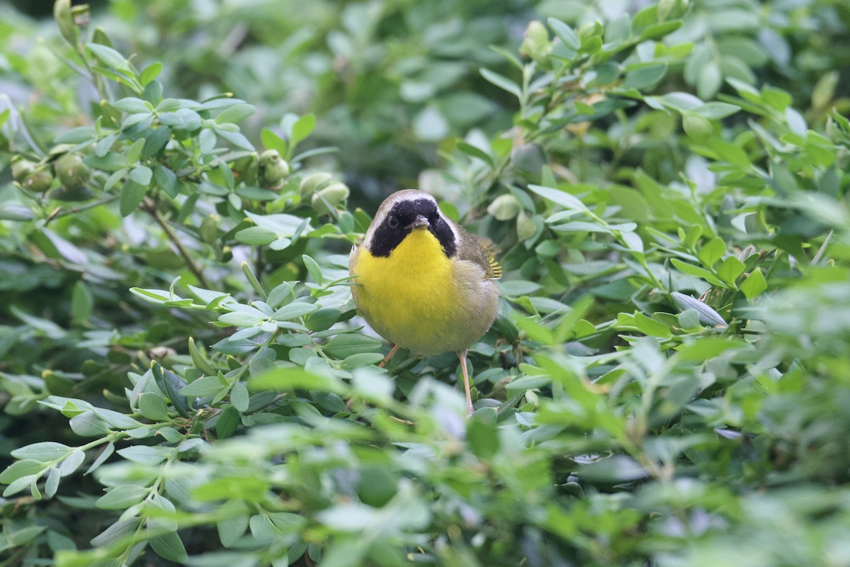 Common Yellowthroat - Dario Taraborelli