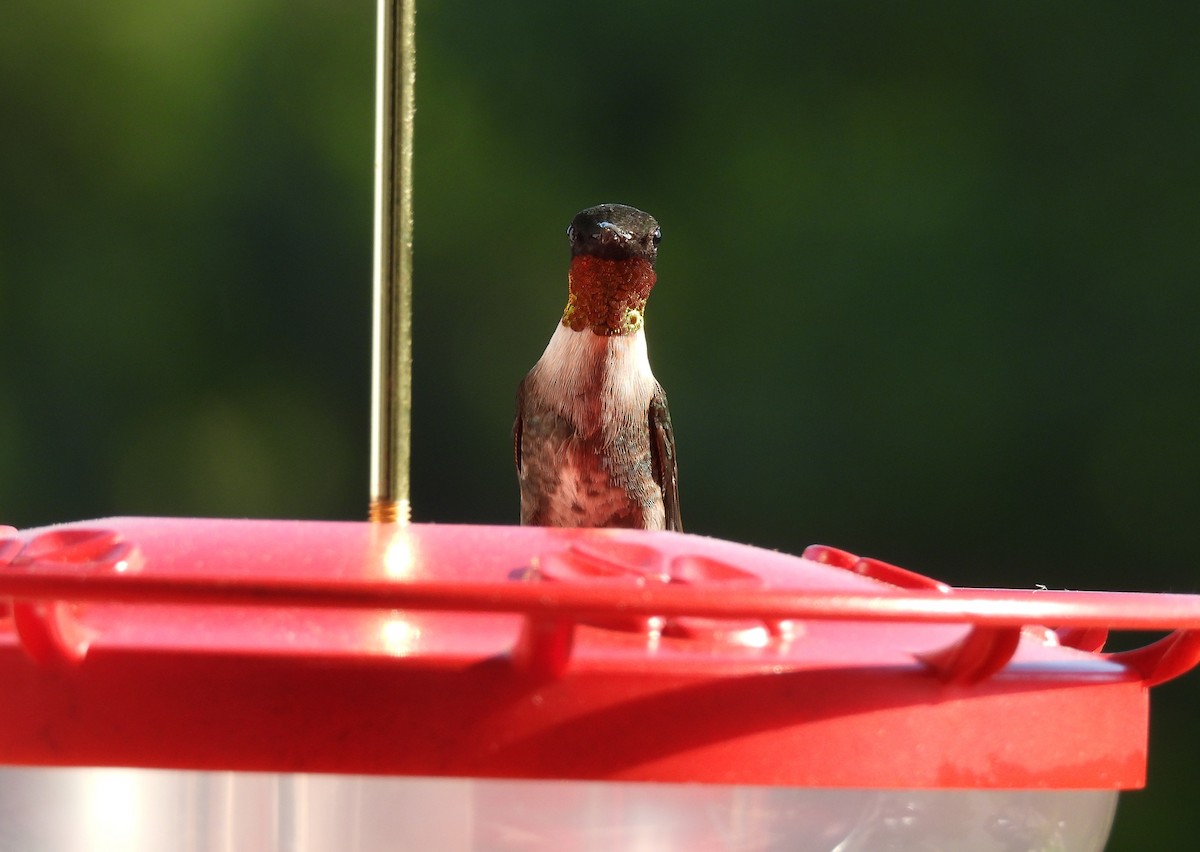 Colibri à gorge rubis - ML618933986