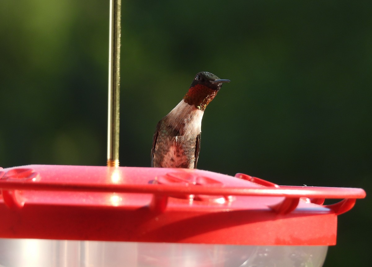 Colibri à gorge rubis - ML618933987