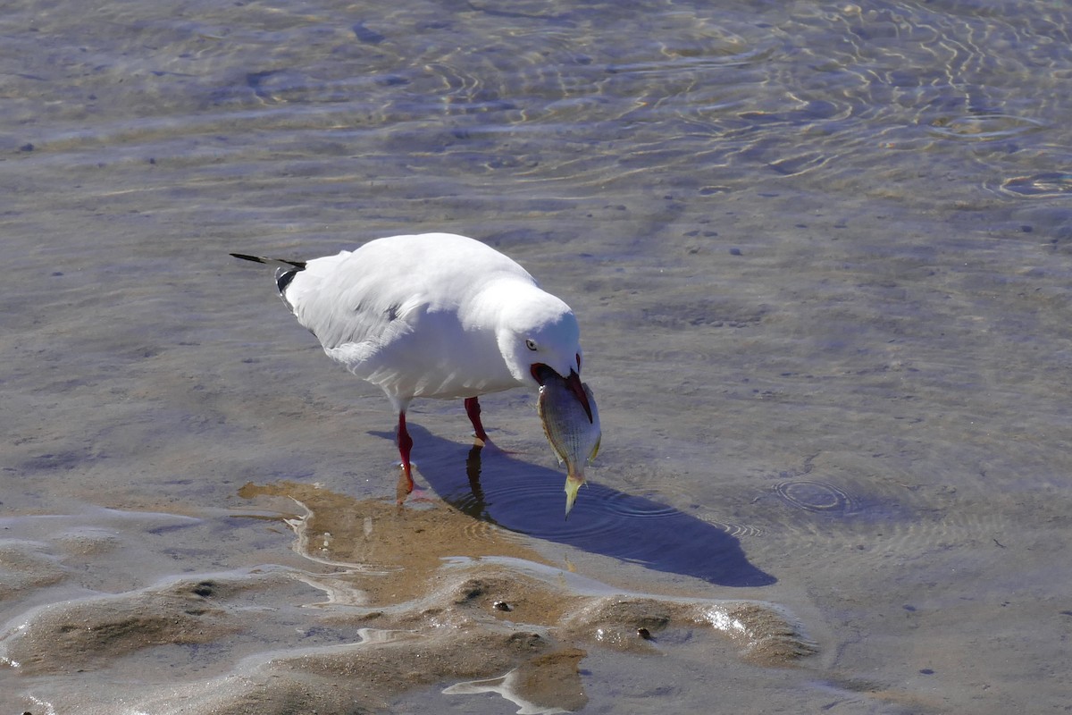 Silver Gull - Margot Oorebeek