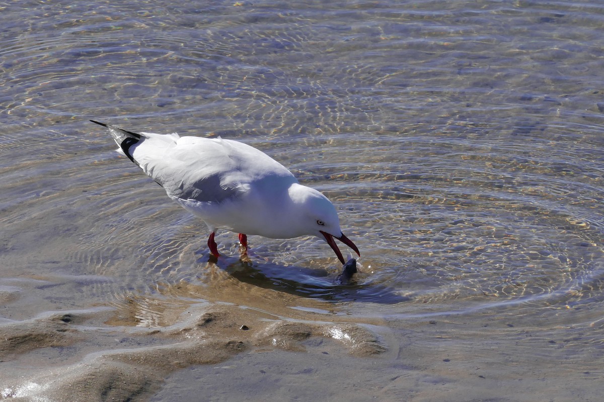 Silver Gull - Margot Oorebeek