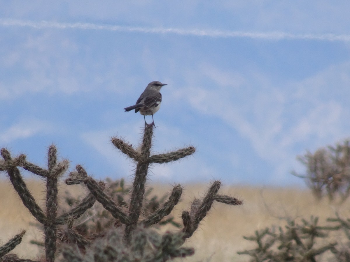 Northern Mockingbird - Julie Luetzelschwab