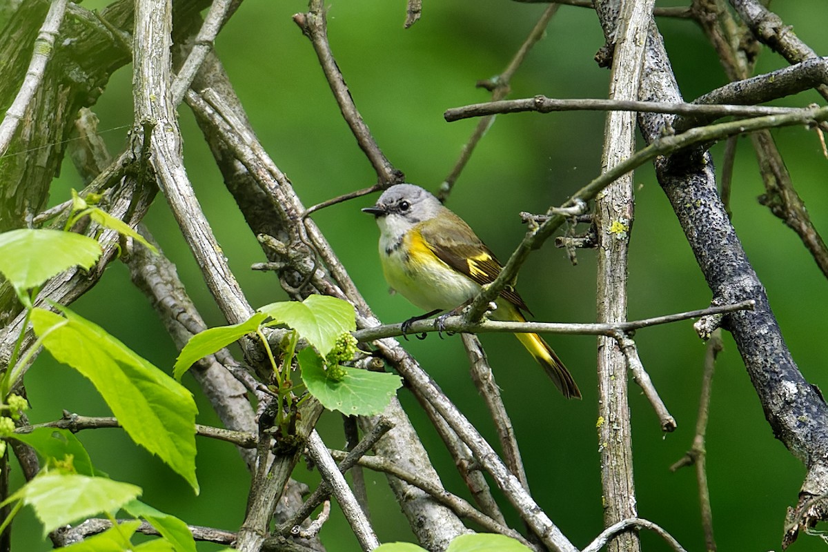 American Redstart - Karen Voldal