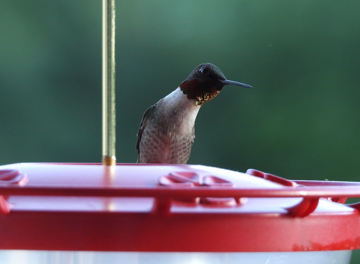 Colibri à gorge rubis - ML618934024