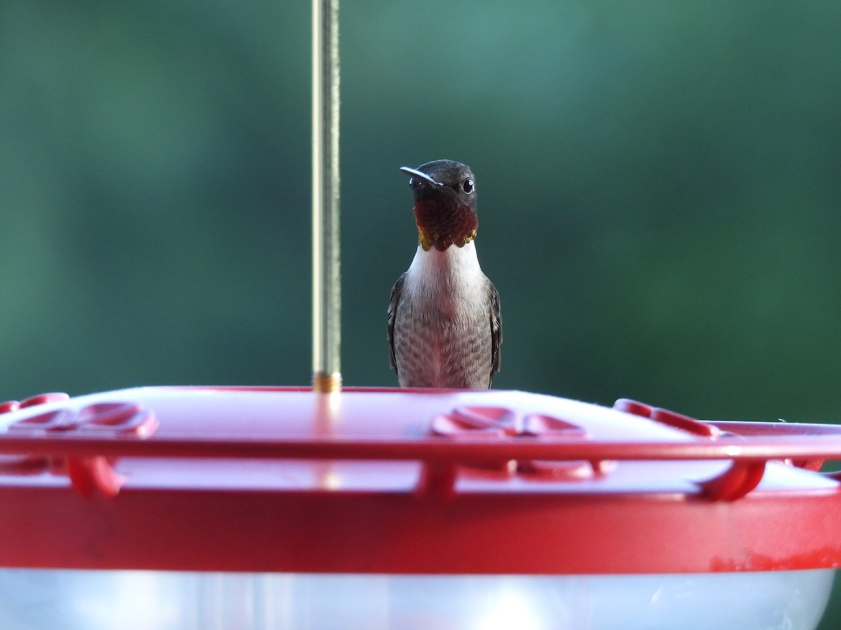 Ruby-throated Hummingbird - Brian  S