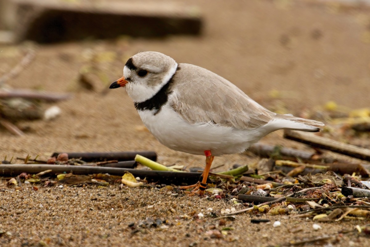 Piping Plover - Normand Laplante