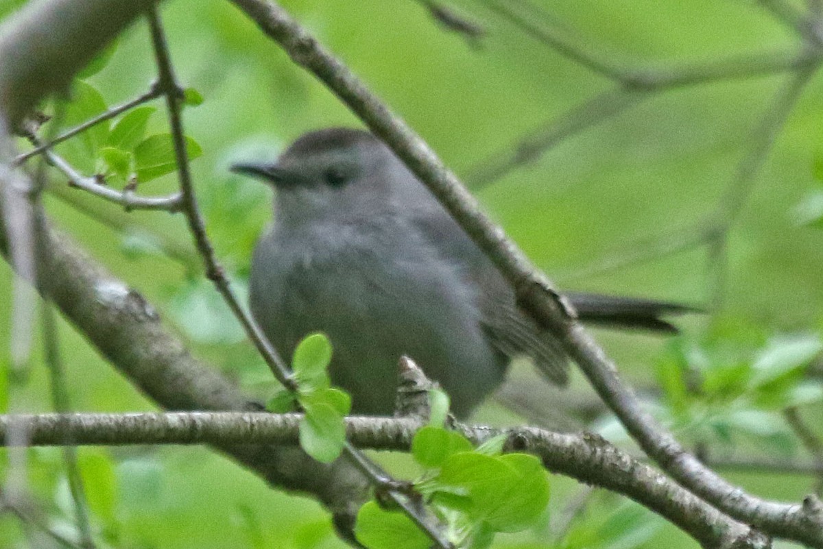 Gray Catbird - Joan and/or George Sims
