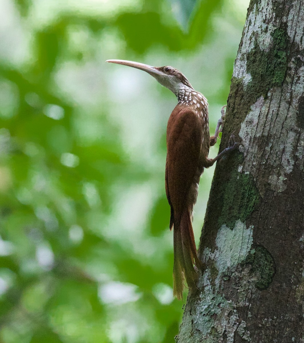 Long-billed Woodcreeper - ML618934048