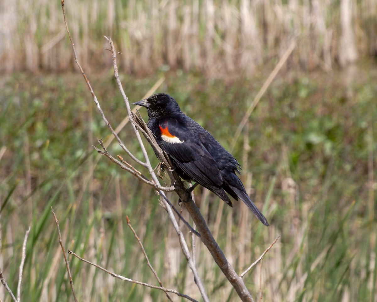 Red-winged Blackbird - Kathy L. Mock