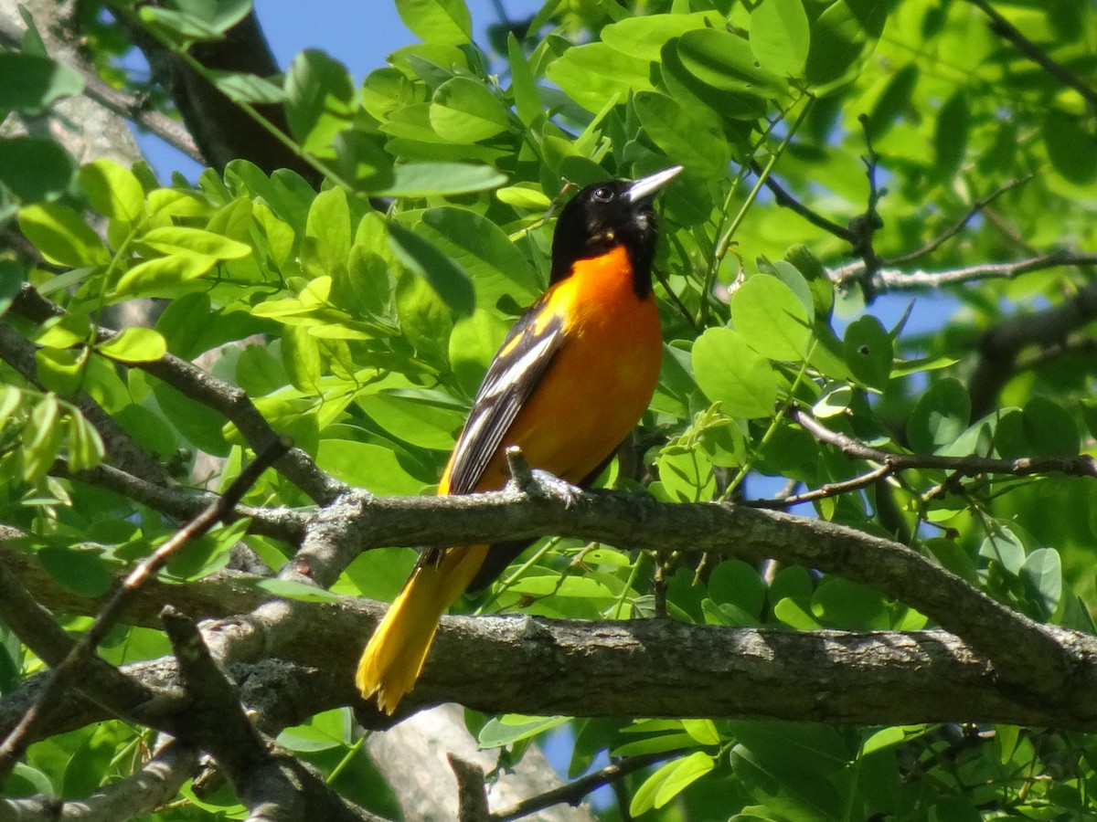 Baltimore Oriole - Randy Coons