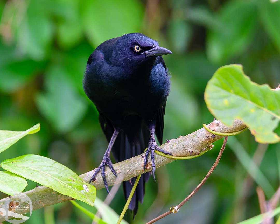 Nicaraguan Grackle - Alex Molina