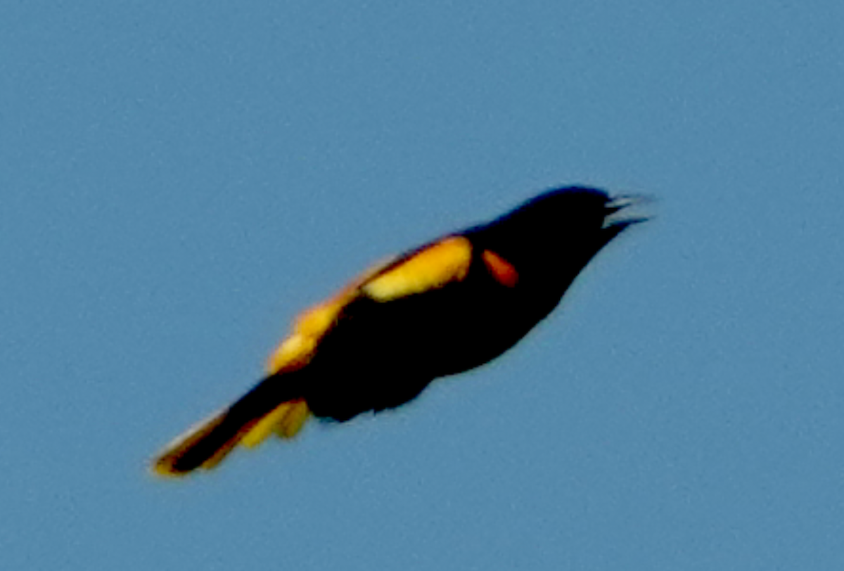 Oriole de Baltimore - ML618934177