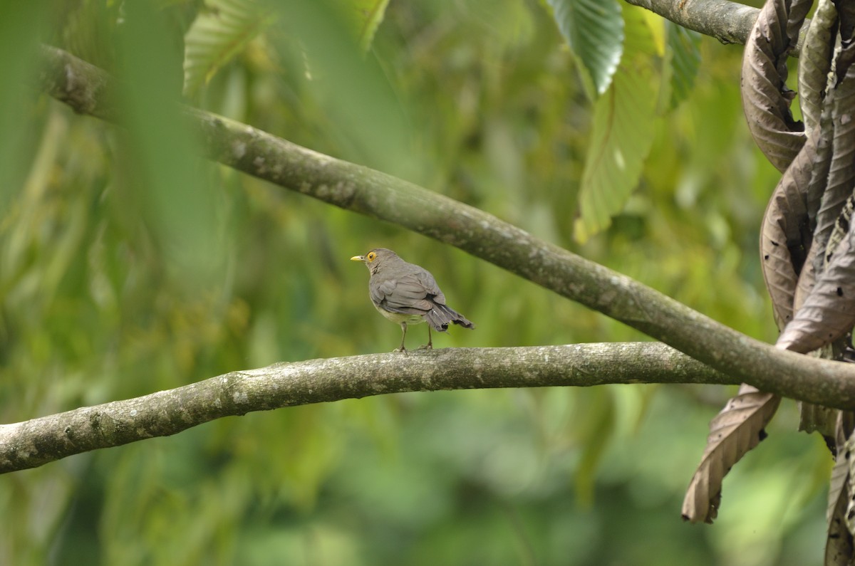 Spectacled Thrush - Yersson Herrera