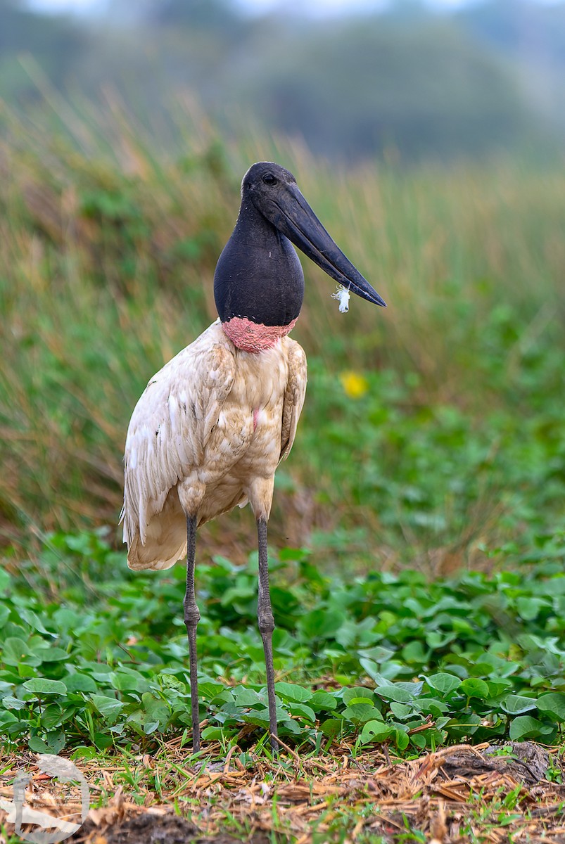 Jabiru - Alex Molina