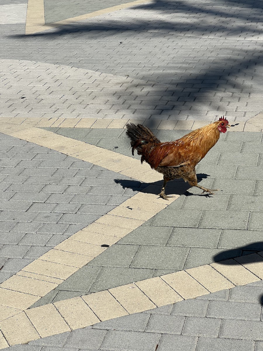 Red Junglefowl (Domestic type) - Phil Cumming