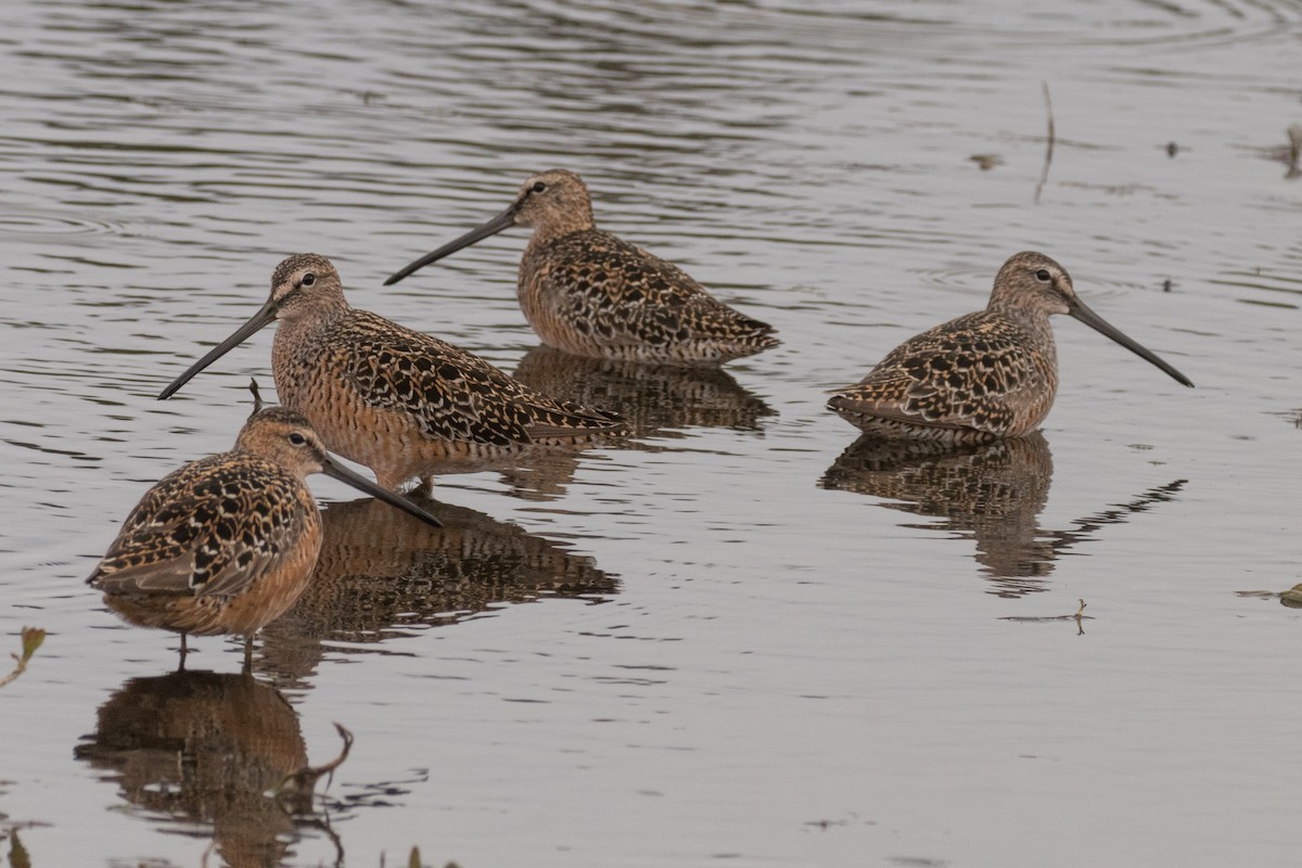 Long-billed Dowitcher - Barry Porter