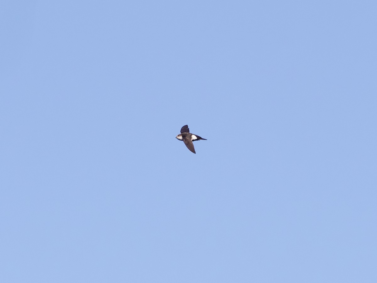 White-throated Swift - Sochetra Ly