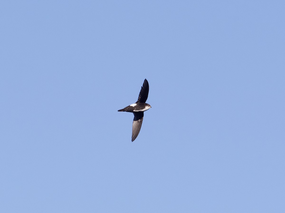 White-throated Swift - Sochetra Ly