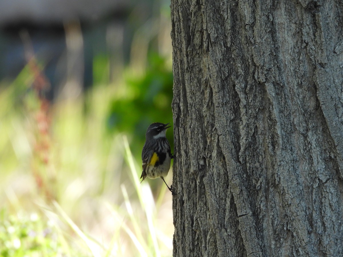 Yellow-rumped Warbler (Myrtle) - ML618934257