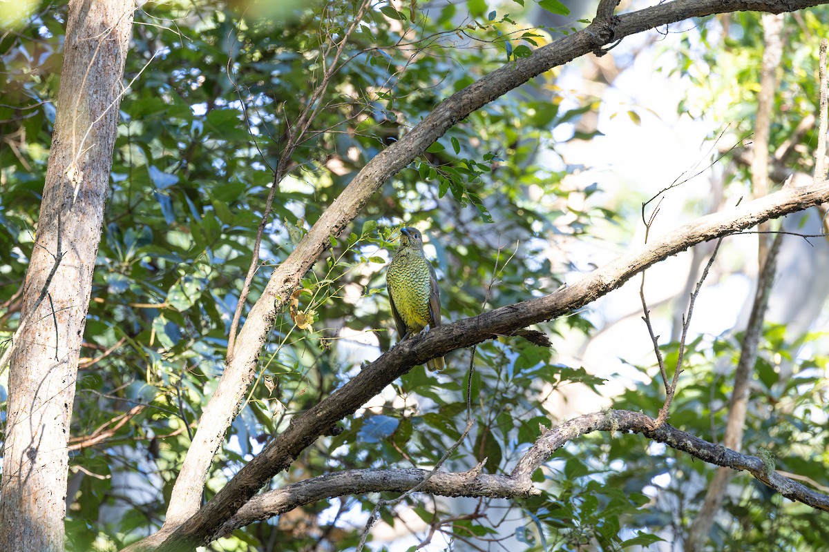 Satin Bowerbird - ML618934258