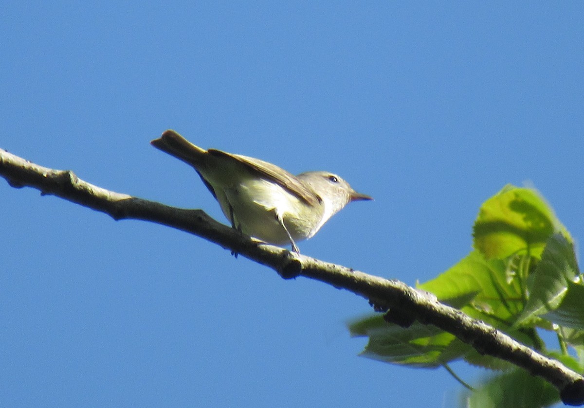 Warbling Vireo - ML618934259