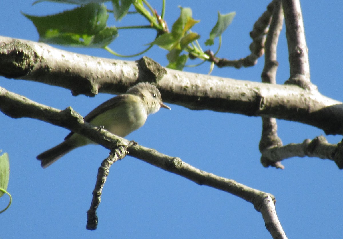 Warbling Vireo - ML618934260