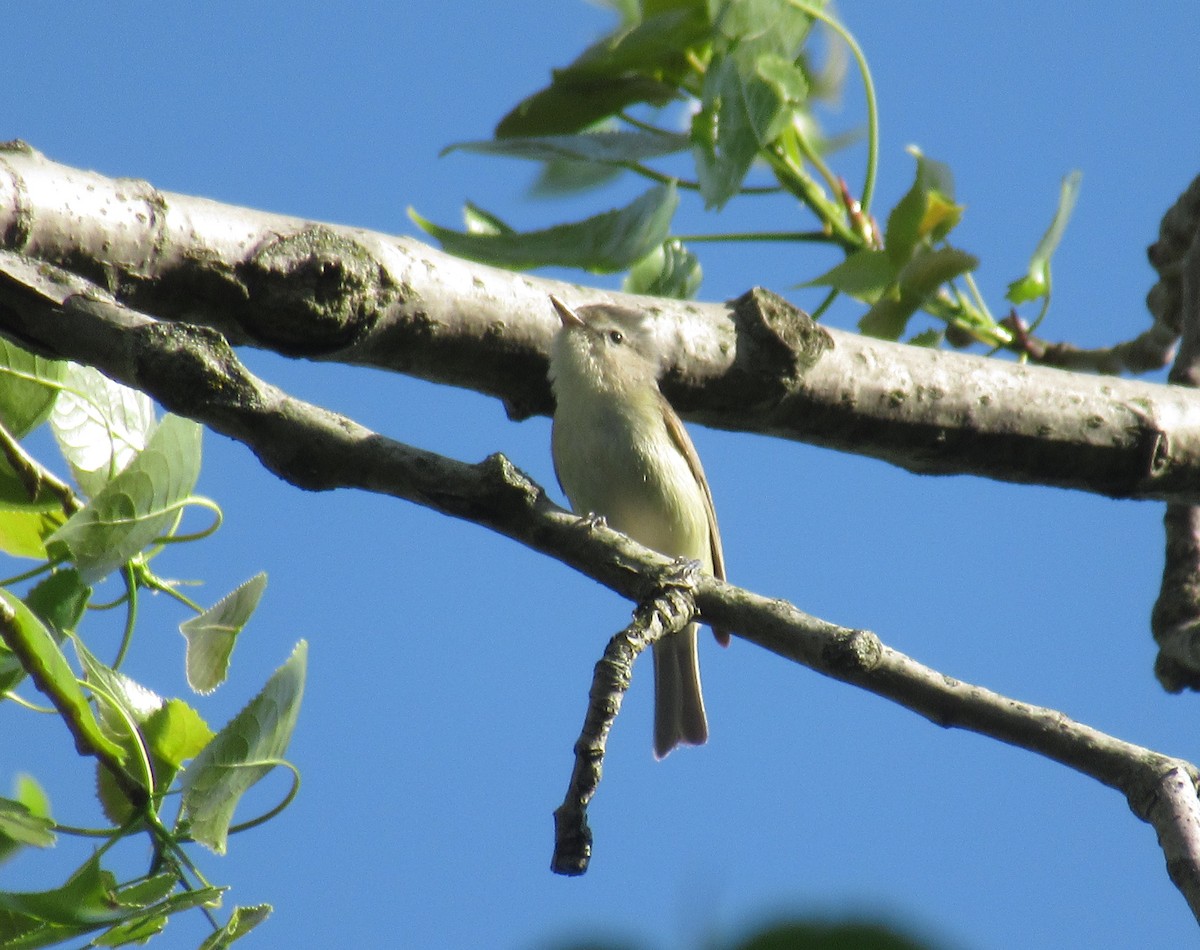 Warbling Vireo - ML618934261