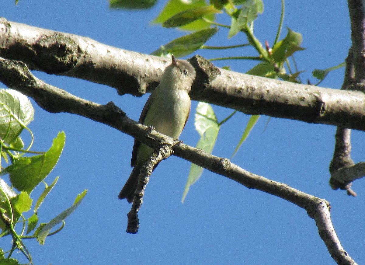 Warbling Vireo - ML618934262