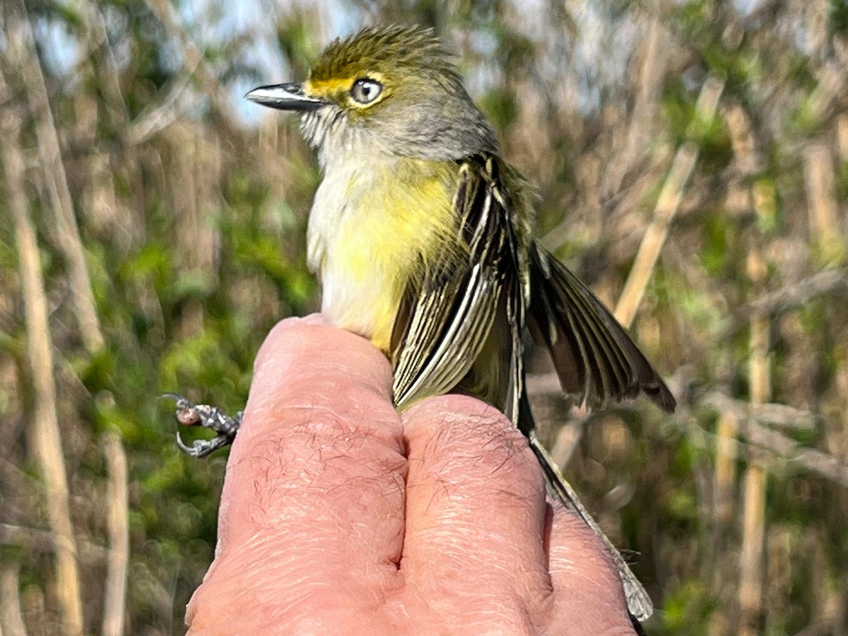 Ak Gözlü Vireo - ML618934264